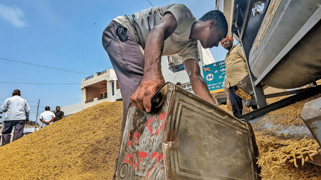 Biến đổi kh&iacute; hậu đ&atilde; t&agrave;n ph&aacute; kho gạo của Ấn Độ, gi&aacute; gạo Việt Nam tăng vọt - Ảnh 2.