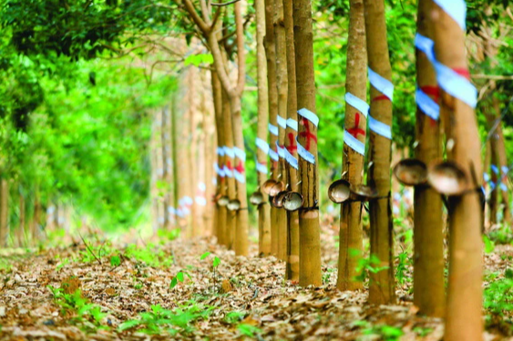 Trả cổ tức bằng tiền đến 30%, chứng kho&aacute;n cao su đặt nhiều kỳ vọng - Ảnh 1.