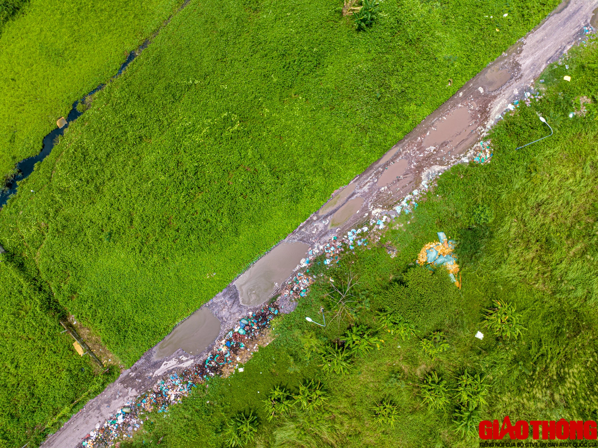 Ổ voi, ổ g&agrave; bủa v&acirc;y khu t&aacute;i định cư Bến Lức ở TP.HCM - Ảnh 11.