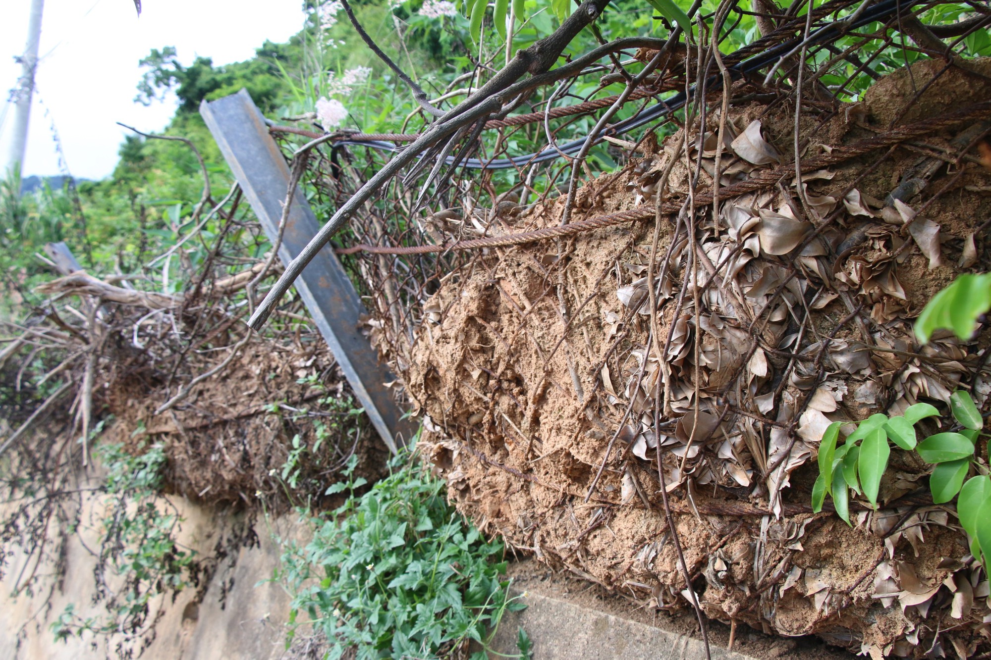 Đ&agrave; Nẵng: Gần 170 tỷ đồng gia cố đường ven biển v&agrave; đường l&ecirc;n b&aacute;n đảo Sơn Tr&agrave; - Ảnh 3.