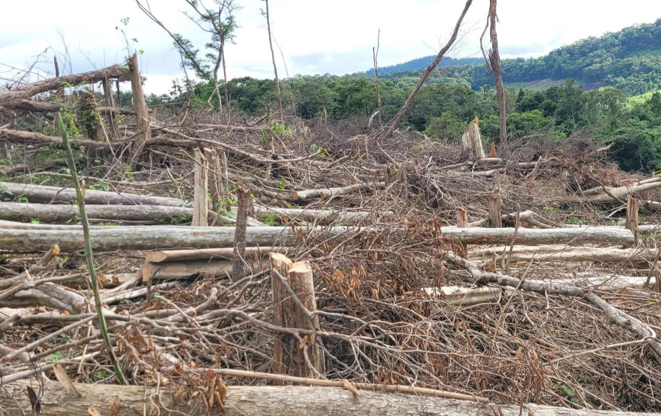 Điều tra 5ha rừng bị ph&aacute; tại Gia Lai  - Ảnh 1.