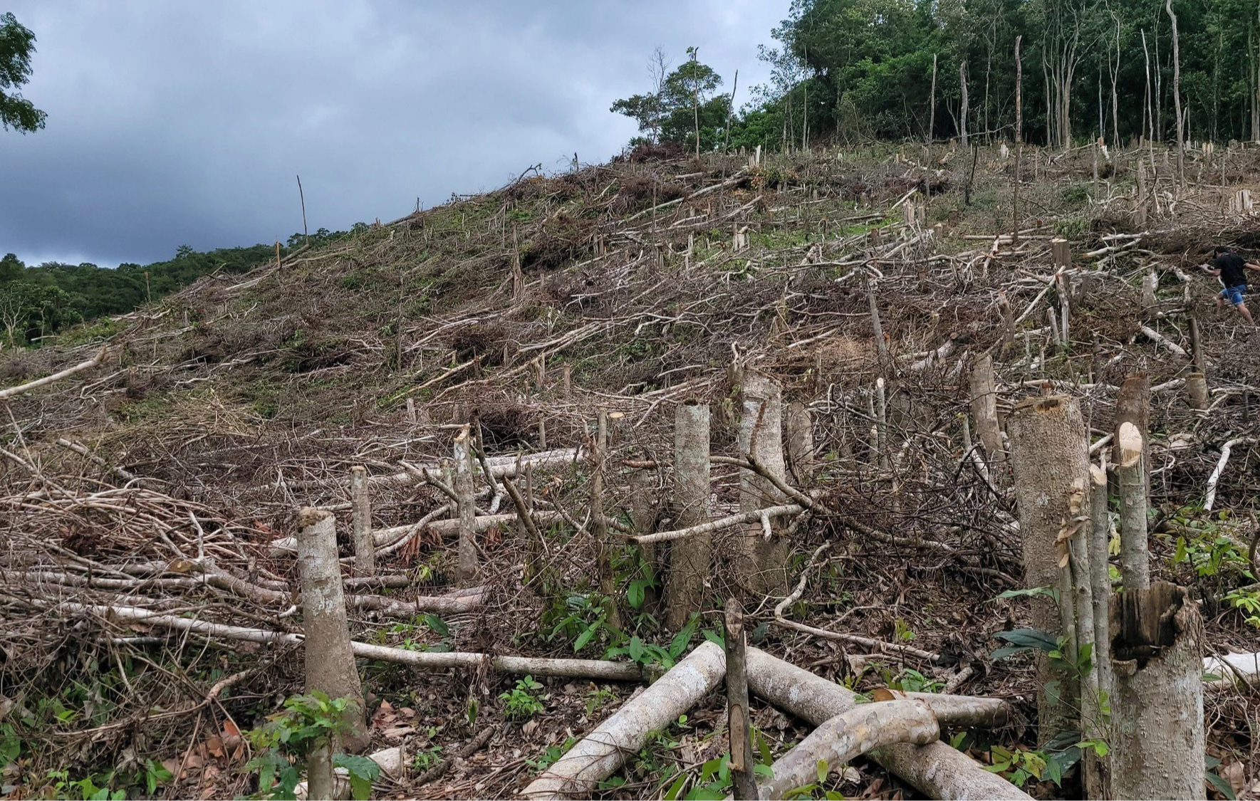 Điều tra 5ha rừng bị ph&aacute; tại Gia Lai  - Ảnh 2.