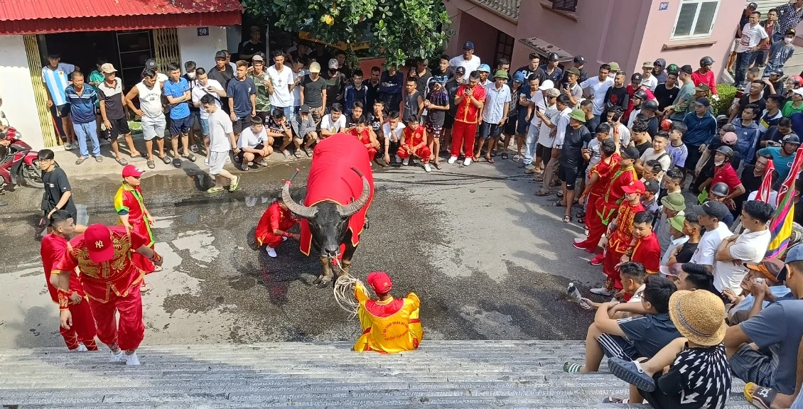 C&aacute;c nghi thức độc đ&aacute;o tại Lễ hội chọi tr&acirc;u Đồ Sơn - Ảnh 5.