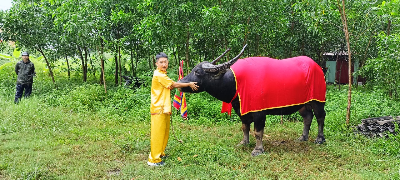 C&aacute;c nghi thức độc đ&aacute;o tại Lễ hội chọi tr&acirc;u Đồ Sơn - Ảnh 6.