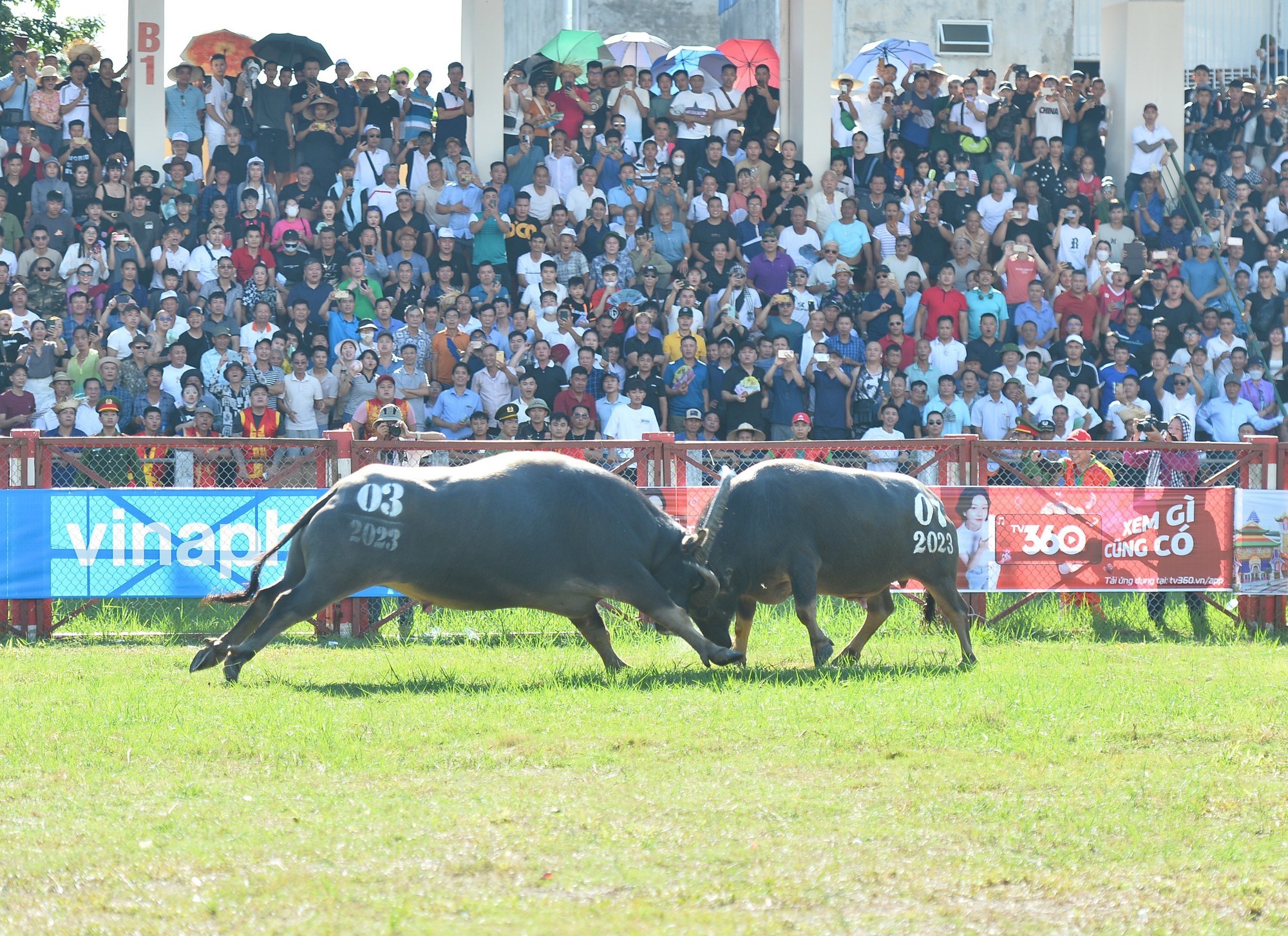 Những c&aacute;i nhất trong lễ hội chọi tr&acirc;u Đồ Sơn 2023 - Ảnh 4.