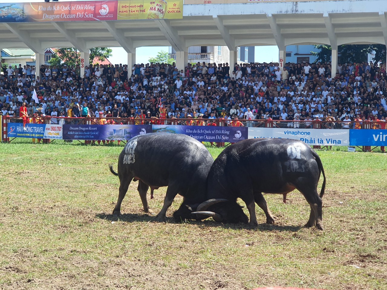 Những c&aacute;i nhất trong lễ hội chọi tr&acirc;u Đồ Sơn 2023 - Ảnh 3.