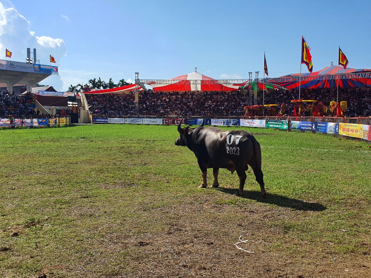 Những c&aacute;i nhất trong lễ hội chọi tr&acirc;u Đồ Sơn 2023 - Ảnh 6.