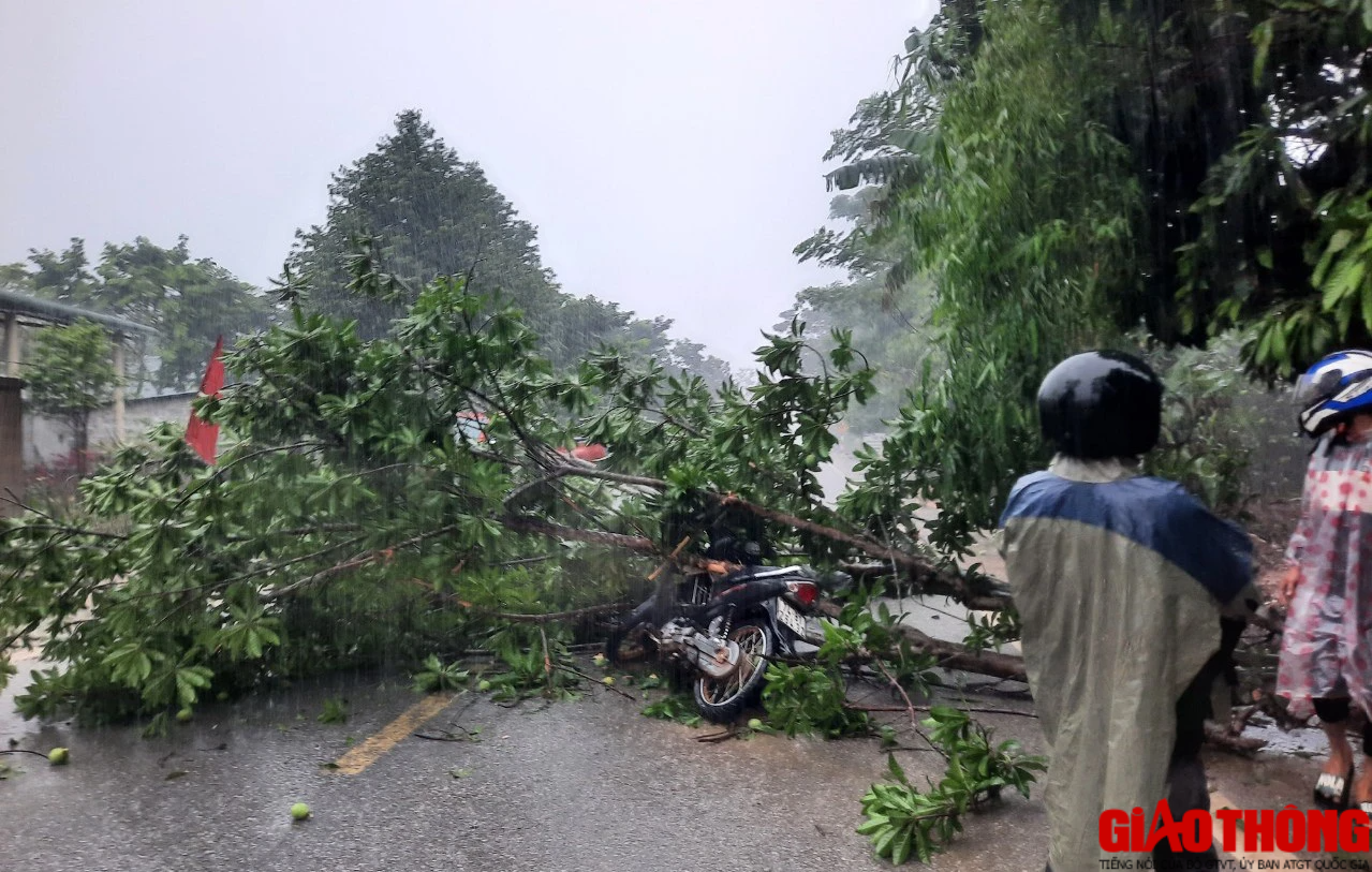 Mưa lớn, c&acirc;y bật gốc đ&egrave; tr&uacute;ng người chạy xe m&aacute;y ở Quảng Trị - Ảnh 2.