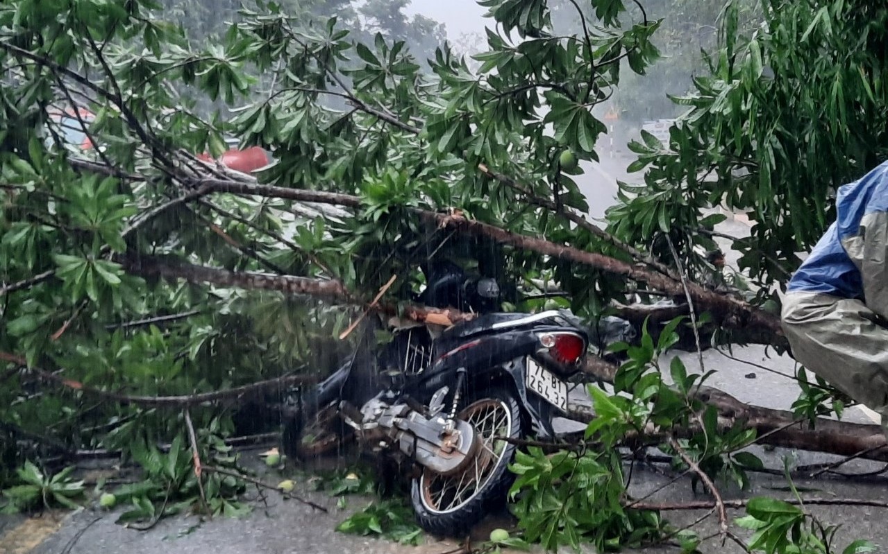 Mưa lớn, c&acirc;y bật gốc đ&egrave; tr&uacute;ng người đi xe m&aacute;y ở Quảng Trị