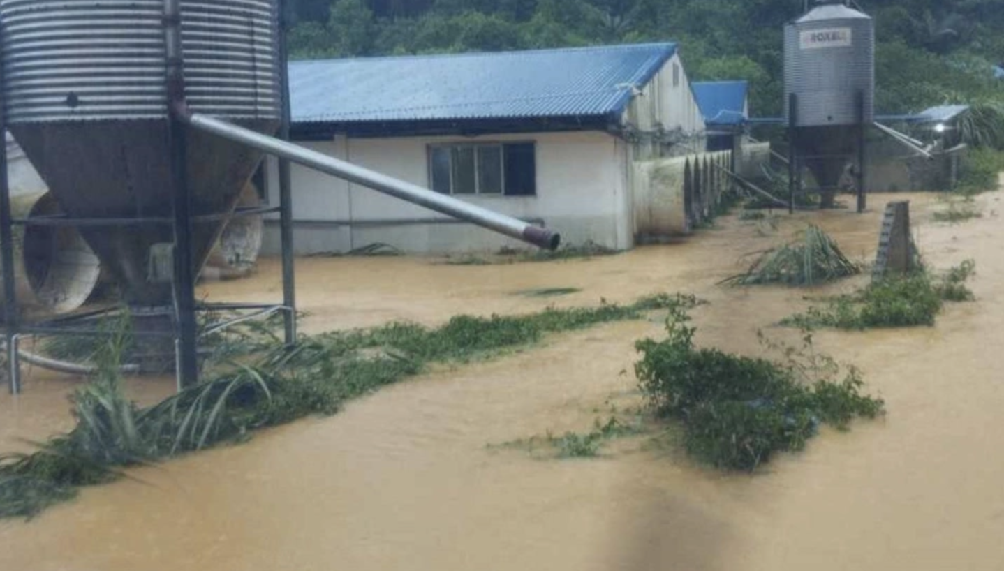 Nước lũ d&acirc;ng cao l&agrave;m chết v&agrave; cuốn tr&ocirc;i hơn 1.000 con lợn - Ảnh 1.