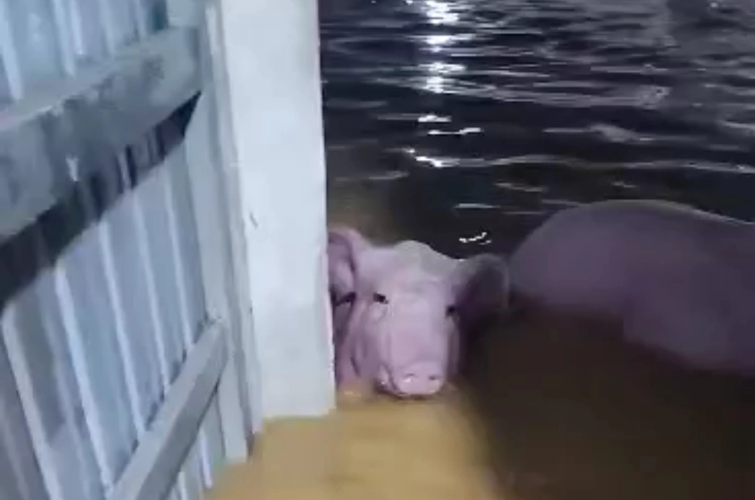 Nước lũ d&acirc;ng cao l&agrave;m chết v&agrave; cuốn tr&ocirc;i hơn 1.000 con lợn - Ảnh 2.