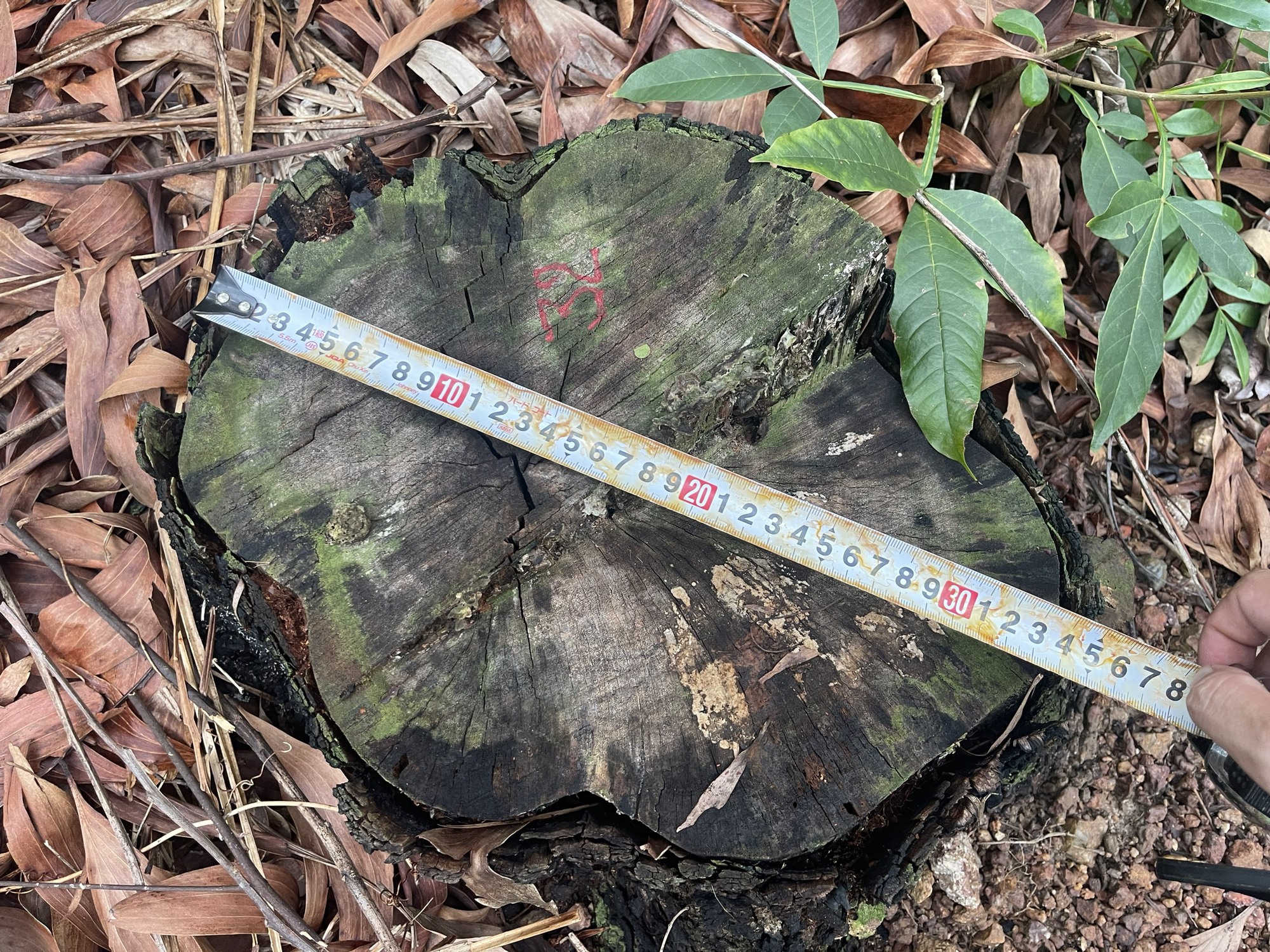 B&igrave;nh Định: Điều tra 2 vụ khai th&aacute;c hơn 4ha rừng trồng ph&ograve;ng hộ v&agrave; ủi mở đường tr&aacute;i ph&eacute;p - Ảnh 4.