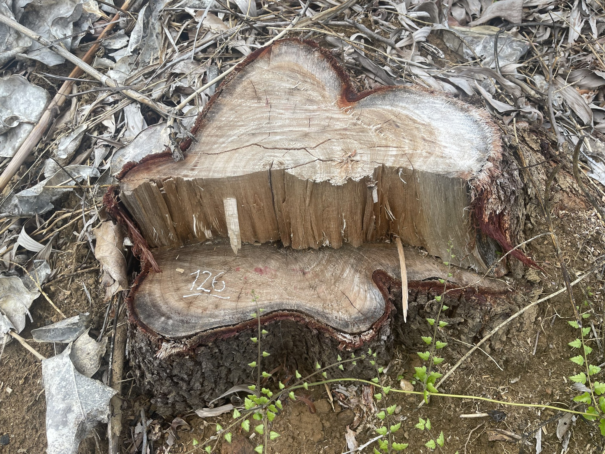 B&igrave;nh Định: Điều tra 2 vụ khai th&aacute;c hơn 4ha rừng trồng ph&ograve;ng hộ v&agrave; ủi mở đường tr&aacute;i ph&eacute;p - Ảnh 3.