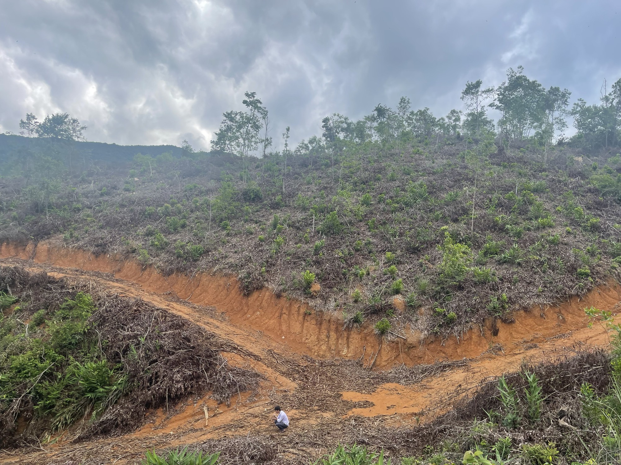 B&igrave;nh Định: Điều tra 2 vụ khai th&aacute;c hơn 4ha rừng trồng ph&ograve;ng hộ v&agrave; ủi mở đường tr&aacute;i ph&eacute;p - Ảnh 1.