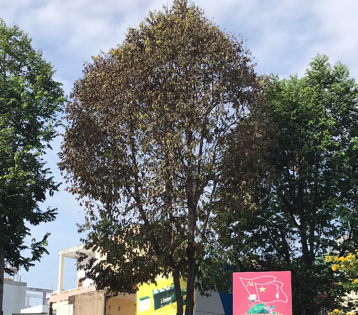 Quảng Ngãi giao công an điều tra vụ cây xanh đô thị chết khô do bị đục lổ đổ thuốc độc - Ảnh 1. Quảng Ngãi giao công an điều tra vụ cây xanh đô thị chết khô do bị đục lổ đổ thuốc độc - Ảnh 1.