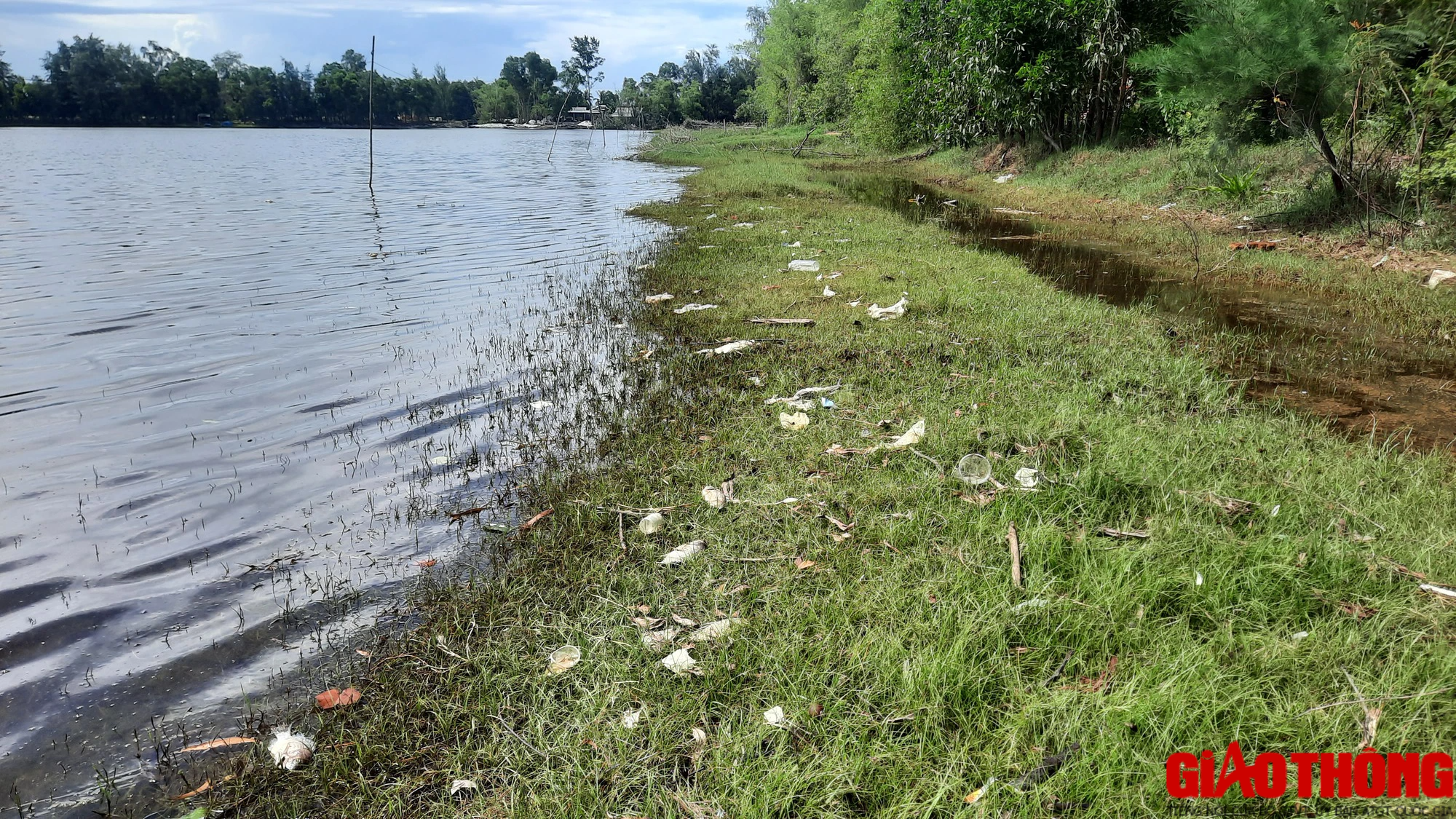 C&aacute; chết nổi lềnh bềnh bốc m&ugrave;i nồng nặc tại hồ sinh th&aacute;i đầm An Trung, Quảng Trị - Ảnh 4.
