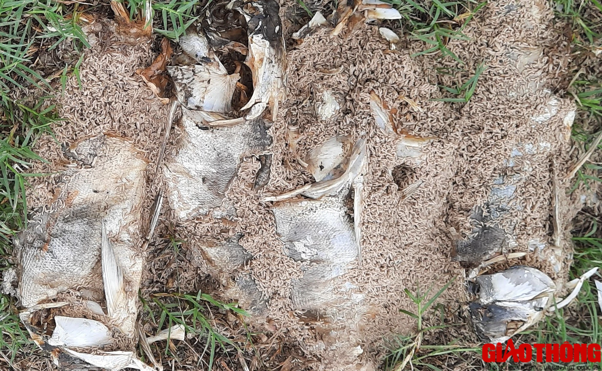 C&aacute; chết nổi lềnh bềnh bốc m&ugrave;i nồng nặc tại hồ sinh th&aacute;i đầm An Trung, Quảng Trị - Ảnh 7.