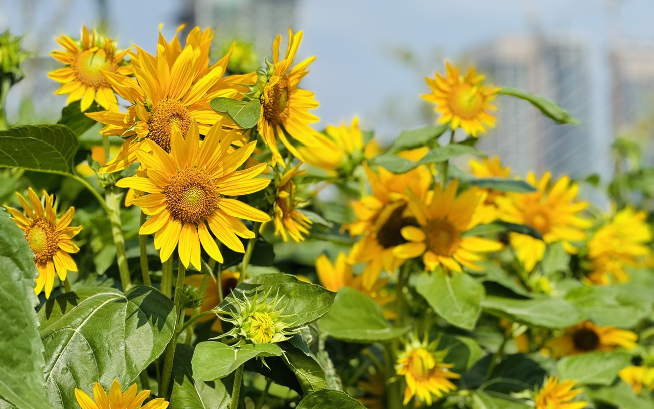 Người d&acirc;n đội nắng check-in vườn hướng dương đẹp nhất S&agrave;i G&ograve;n