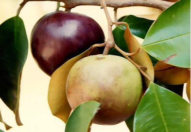 Loại quả tr&ograve;n căng ngọt lịm c&oacute; chỉ số đường huyết cực thấp, ai cũng th&iacute;ch ăn- Ảnh 1.