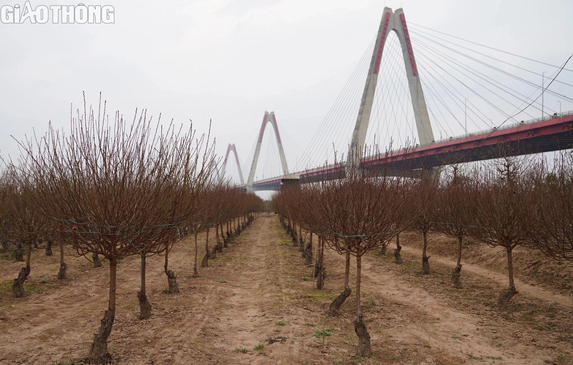 Dân trồng đào Nhật Tân thấp thỏm vì hoa nở sớm- Ảnh 1. Dân trồng đào Nhật Tân thấp thỏm vì hoa nở sớm- Ảnh 1.