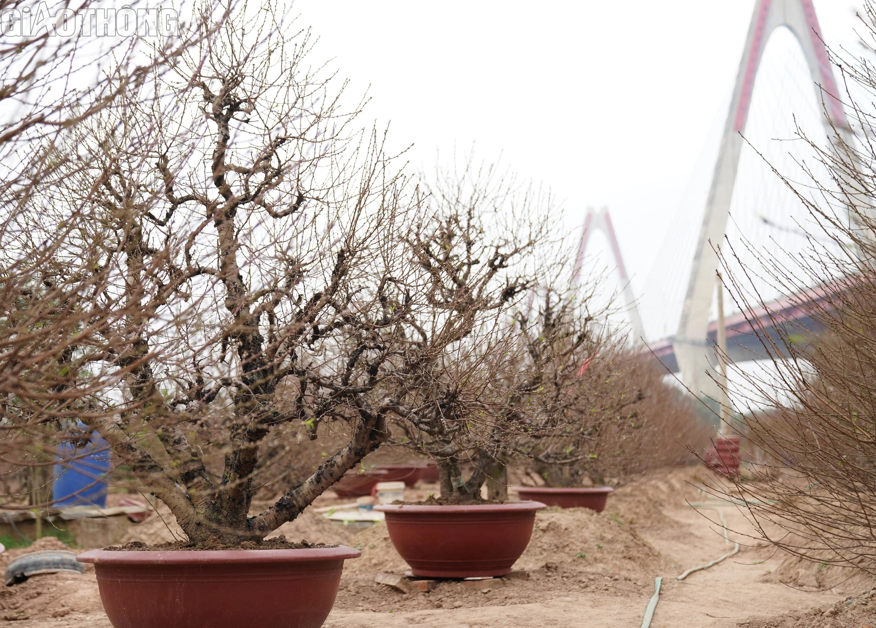 Dân trồng đào Nhật Tân thấp thỏm vì hoa nở sớm- Ảnh 3. Dân trồng đào Nhật Tân thấp thỏm vì hoa nở sớm- Ảnh 3.