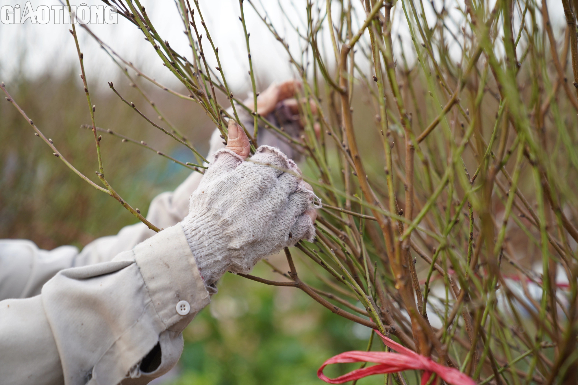 Dân trồng đào Nhật Tân thấp thỏm vì hoa nở sớm- Ảnh 6. Dân trồng đào Nhật Tân thấp thỏm vì hoa nở sớm- Ảnh 6.