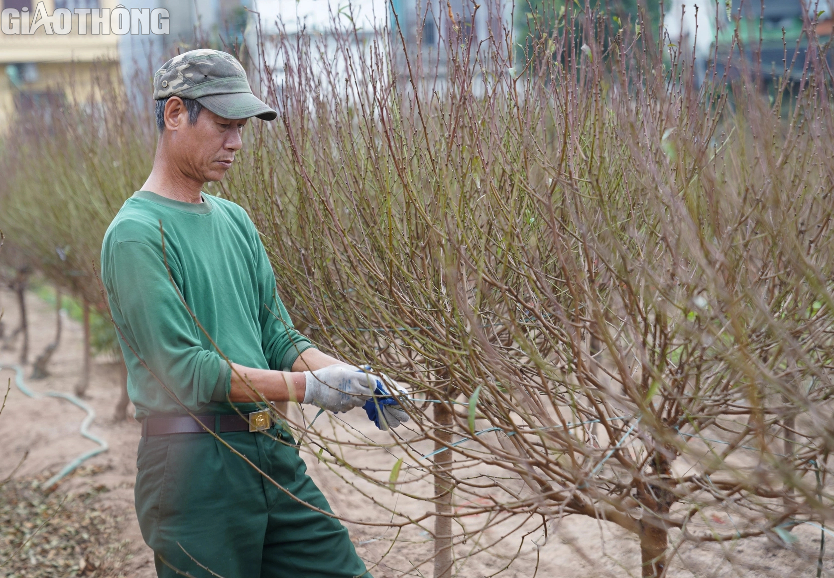 Dân trồng đào Nhật Tân thấp thỏm vì hoa nở sớm- Ảnh 7. Dân trồng đào Nhật Tân thấp thỏm vì hoa nở sớm- Ảnh 7.