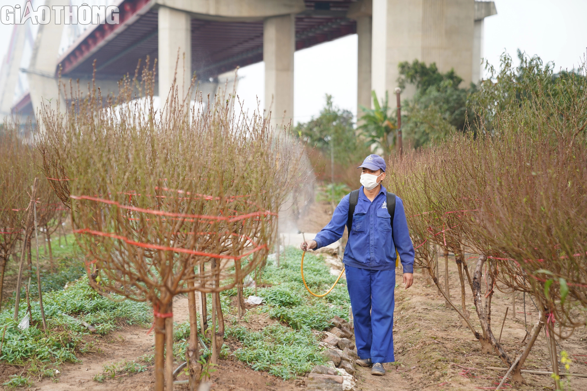 Dân trồng đào Nhật Tân thấp thỏm vì hoa nở sớm- Ảnh 8. Dân trồng đào Nhật Tân thấp thỏm vì hoa nở sớm- Ảnh 8.