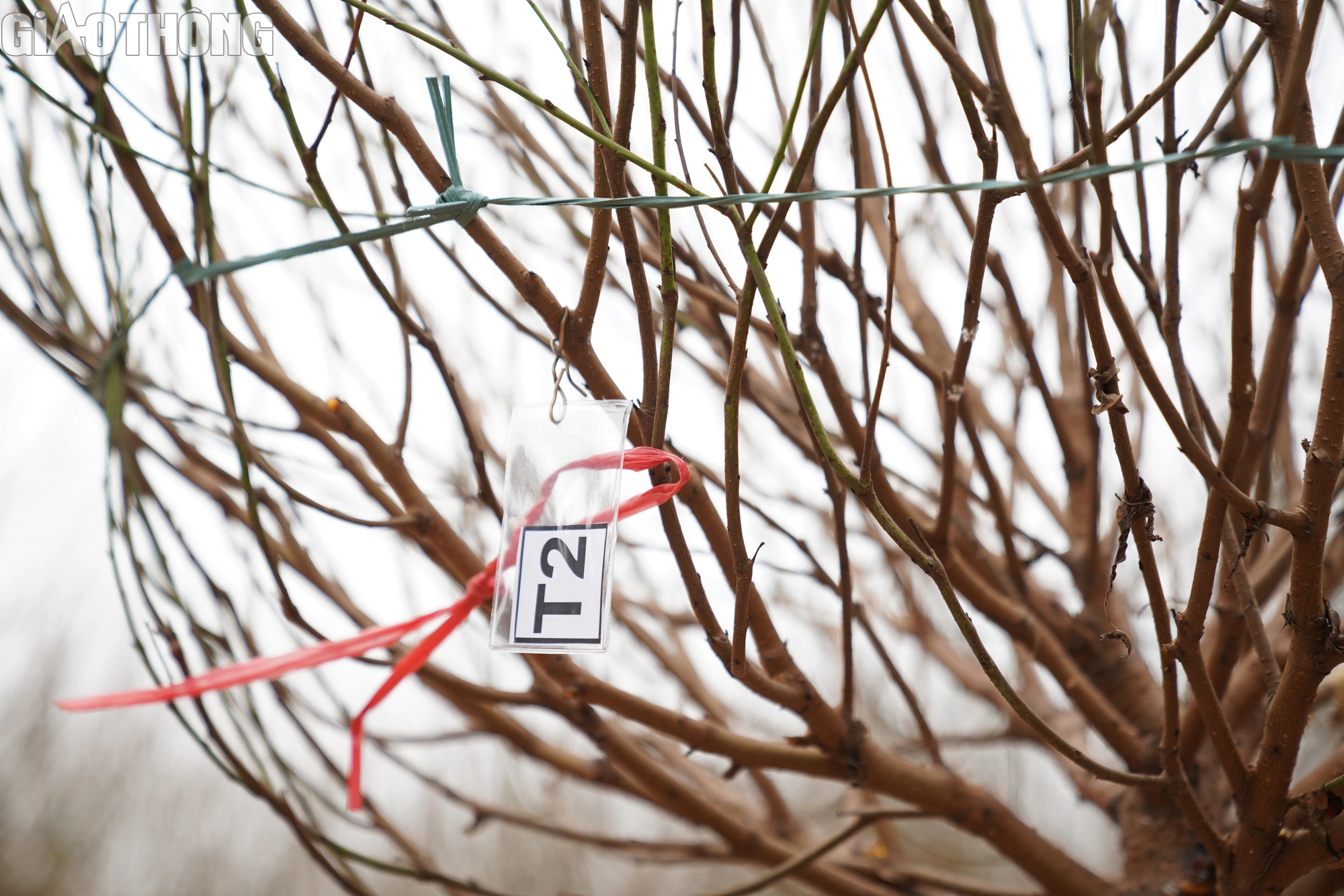 Dân trồng đào Nhật Tân thấp thỏm vì hoa nở sớm- Ảnh 9. Dân trồng đào Nhật Tân thấp thỏm vì hoa nở sớm- Ảnh 9.