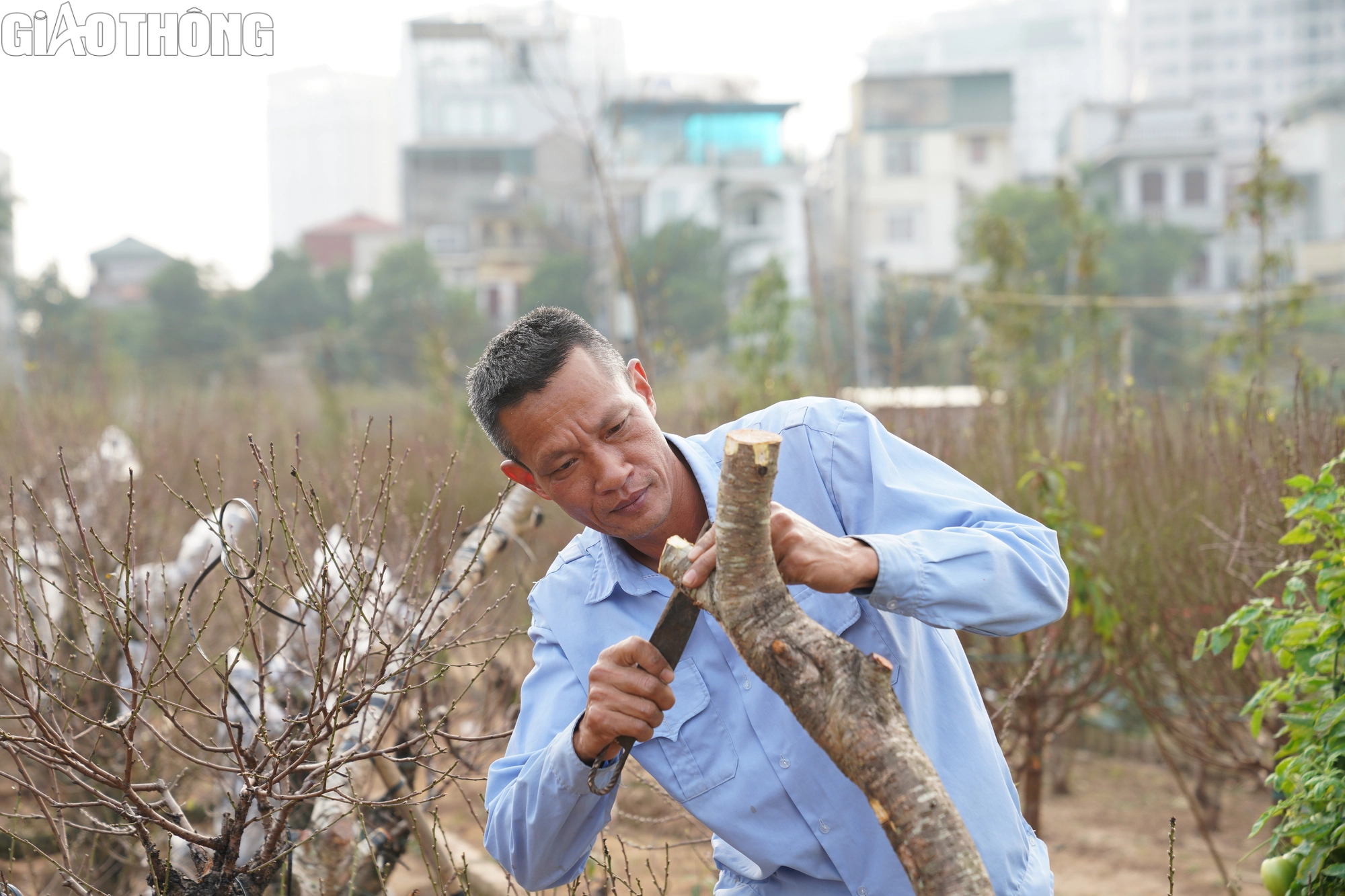 Dân trồng đào Nhật Tân thấp thỏm vì hoa nở sớm- Ảnh 11. Dân trồng đào Nhật Tân thấp thỏm vì hoa nở sớm- Ảnh 11.