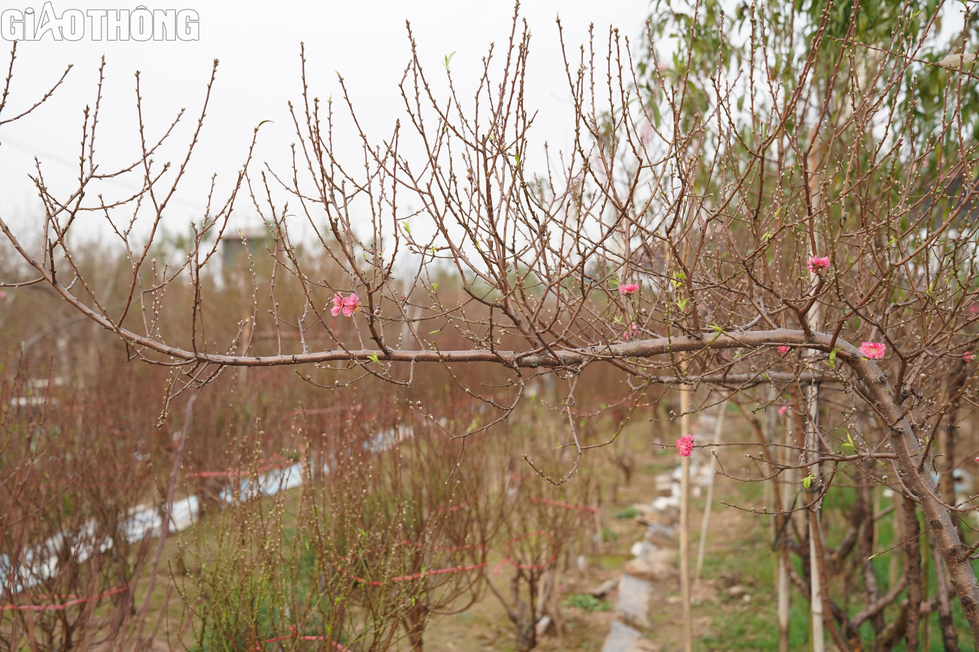 Dân trồng đào Nhật Tân thấp thỏm vì hoa nở sớm- Ảnh 12. Dân trồng đào Nhật Tân thấp thỏm vì hoa nở sớm- Ảnh 12.