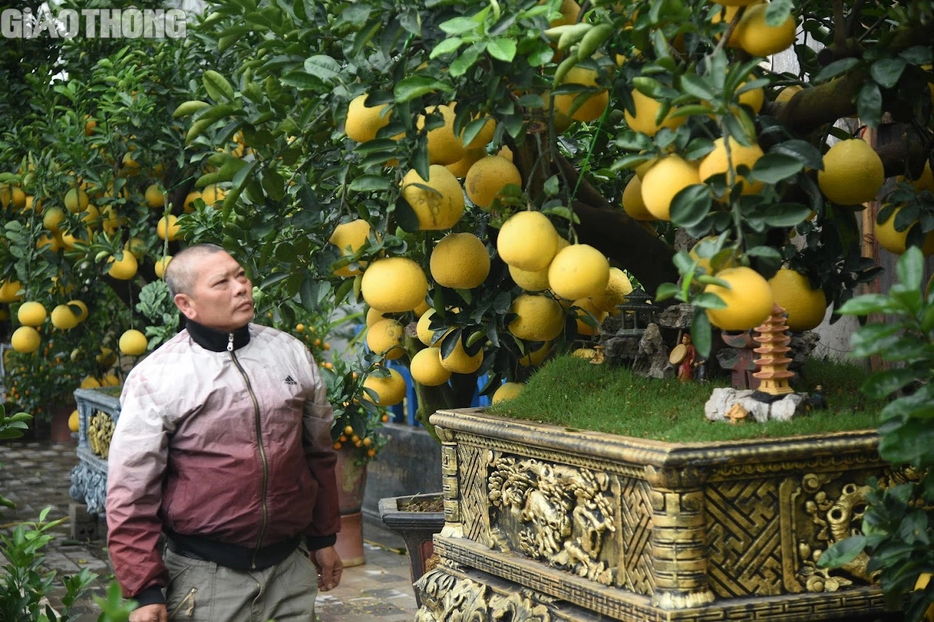 Bưởi cảnh bonsai giá cả trăm triệu đồng bày bán ở Hà Nội- Ảnh 2. Bưởi cảnh bonsai giá cả trăm triệu đồng bày bán ở Hà Nội- Ảnh 2.