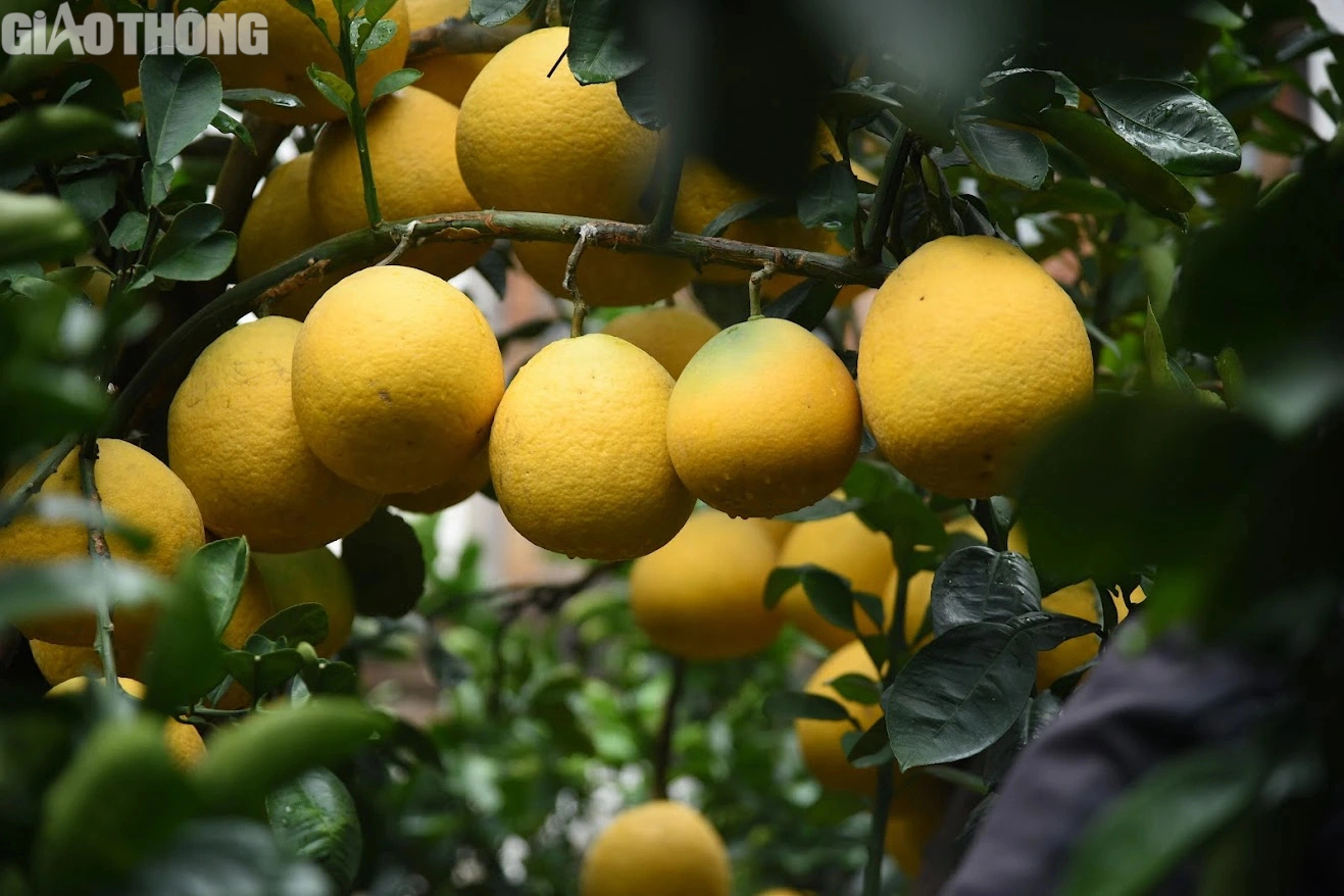 Bưởi cảnh bonsai giá cả trăm triệu đồng bày bán ở Hà Nội- Ảnh 5. Bưởi cảnh bonsai giá cả trăm triệu đồng bày bán ở Hà Nội- Ảnh 5.