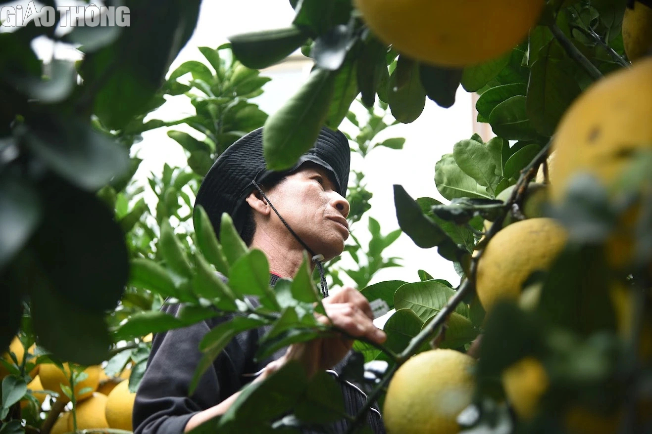 Bưởi cảnh bonsai giá cả trăm triệu đồng bày bán ở Hà Nội- Ảnh 6. Bưởi cảnh bonsai giá cả trăm triệu đồng bày bán ở Hà Nội- Ảnh 6.