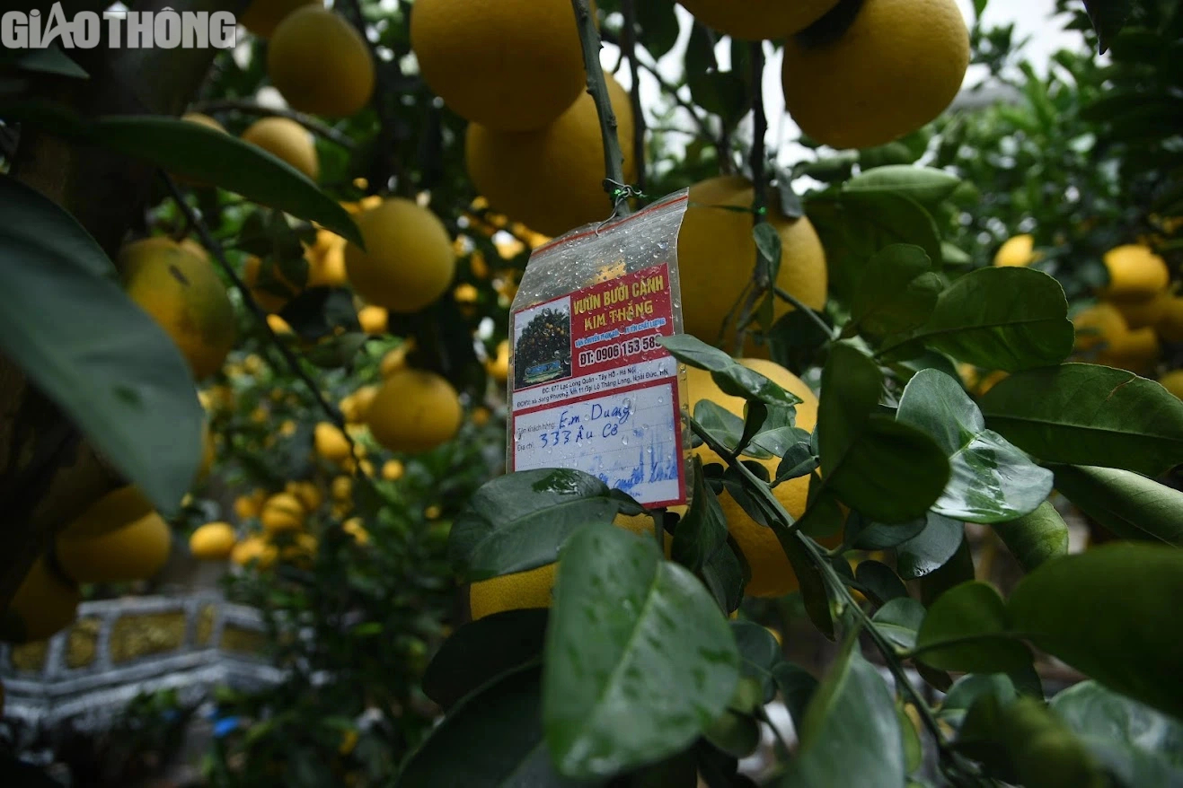 Bưởi cảnh bonsai giá cả trăm triệu đồng bày bán ở Hà Nội- Ảnh 9. Bưởi cảnh bonsai giá cả trăm triệu đồng bày bán ở Hà Nội- Ảnh 9.