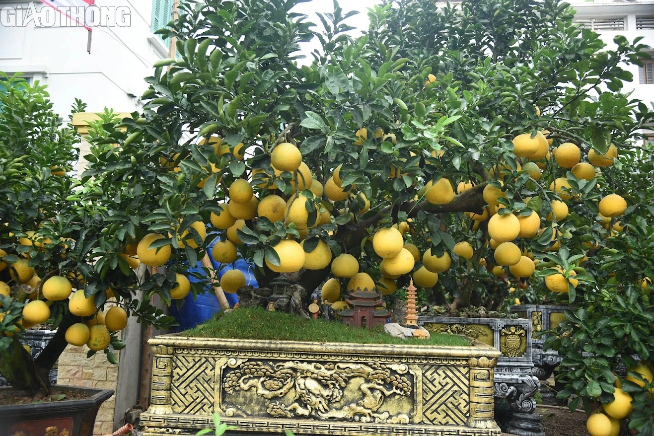 Bưởi cảnh bonsai giá cả trăm triệu đồng bày bán ở Hà Nội- Ảnh 10. Bưởi cảnh bonsai giá cả trăm triệu đồng bày bán ở Hà Nội- Ảnh 10.
