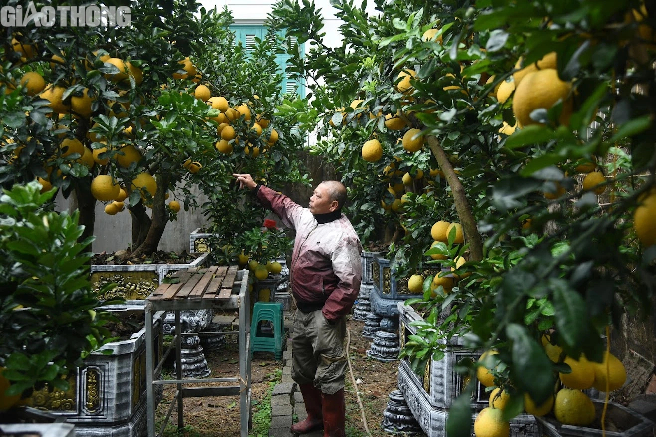 Bưởi cảnh bonsai giá cả trăm triệu đồng bày bán ở Hà Nội- Ảnh 11. Bưởi cảnh bonsai giá cả trăm triệu đồng bày bán ở Hà Nội- Ảnh 11.