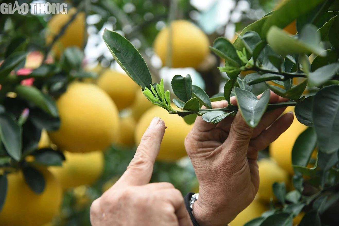Bưởi cảnh bonsai gi&aacute; cả trăm triệu đồng b&agrave;y b&aacute;n ở H&agrave; Nội- Ảnh 4.