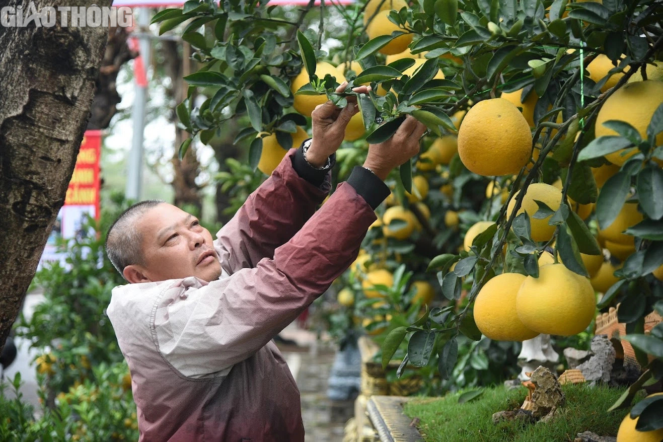 Bưởi cảnh bonsai gi&aacute; cả trăm triệu đồng b&agrave;y b&aacute;n ở H&agrave; Nội- Ảnh 3.