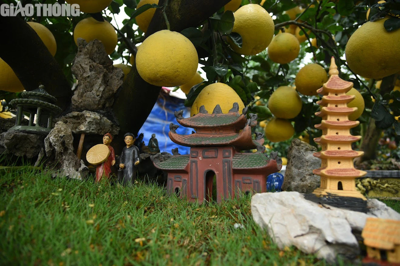 Bưởi cảnh bonsai gi&aacute; cả trăm triệu đồng b&agrave;y b&aacute;n ở H&agrave; Nội- Ảnh 8.