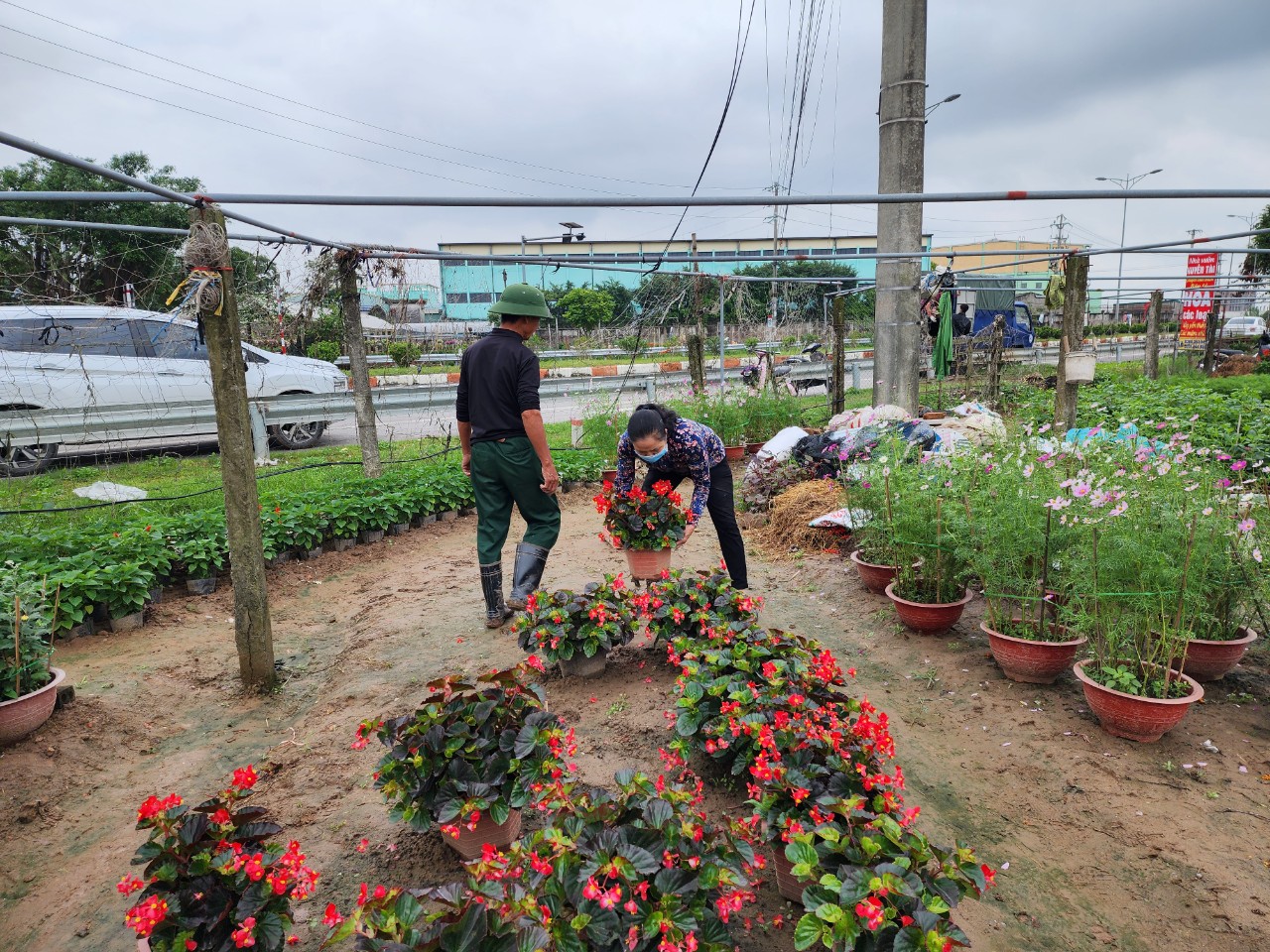 Làng hoa lớn nhất Thái Bình tấp nập khách mua, giá hoa Tết dự kiến tăng nhẹ- Ảnh 8. Làng hoa lớn nhất Thái Bình tấp nập khách mua, giá hoa Tết dự kiến tăng nhẹ- Ảnh 8.