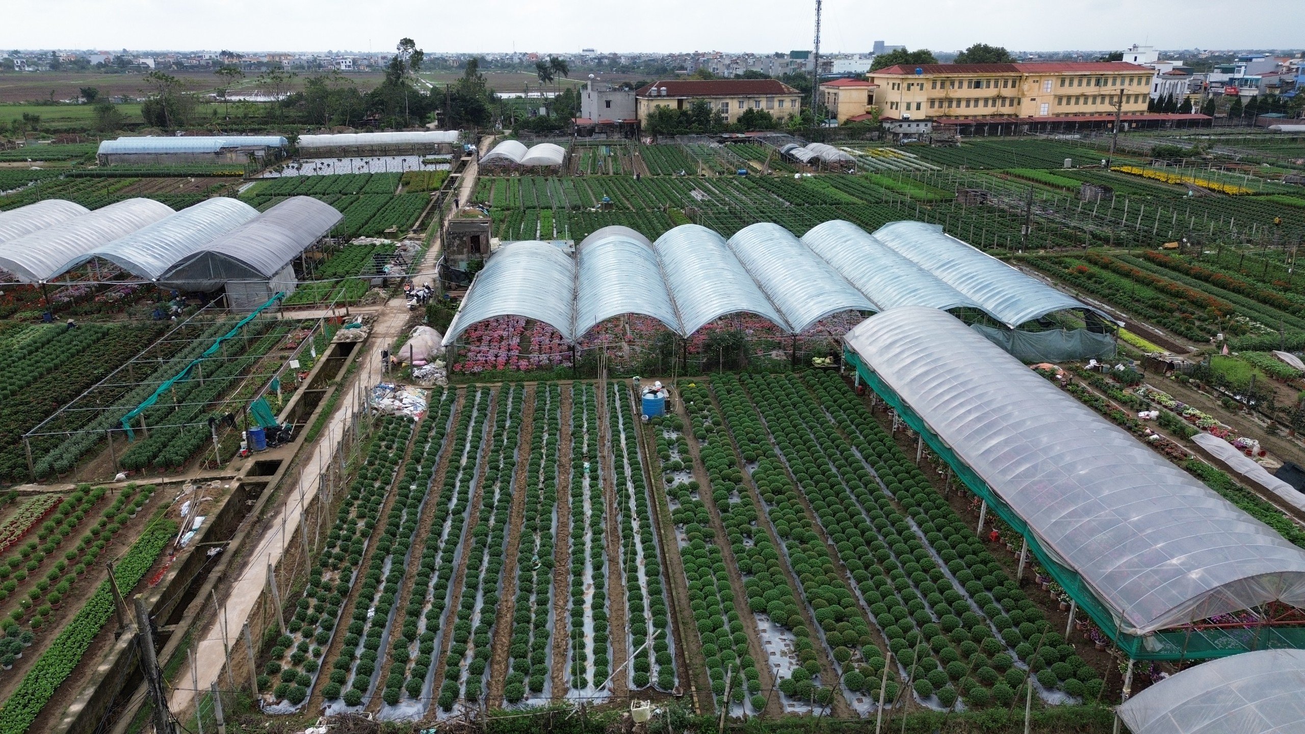 Làng hoa lớn nhất Thái Bình tấp nập khách mua, giá hoa Tết dự kiến tăng nhẹ- Ảnh 2. Làng hoa lớn nhất Thái Bình tấp nập khách mua, giá hoa Tết dự kiến tăng nhẹ- Ảnh 2.