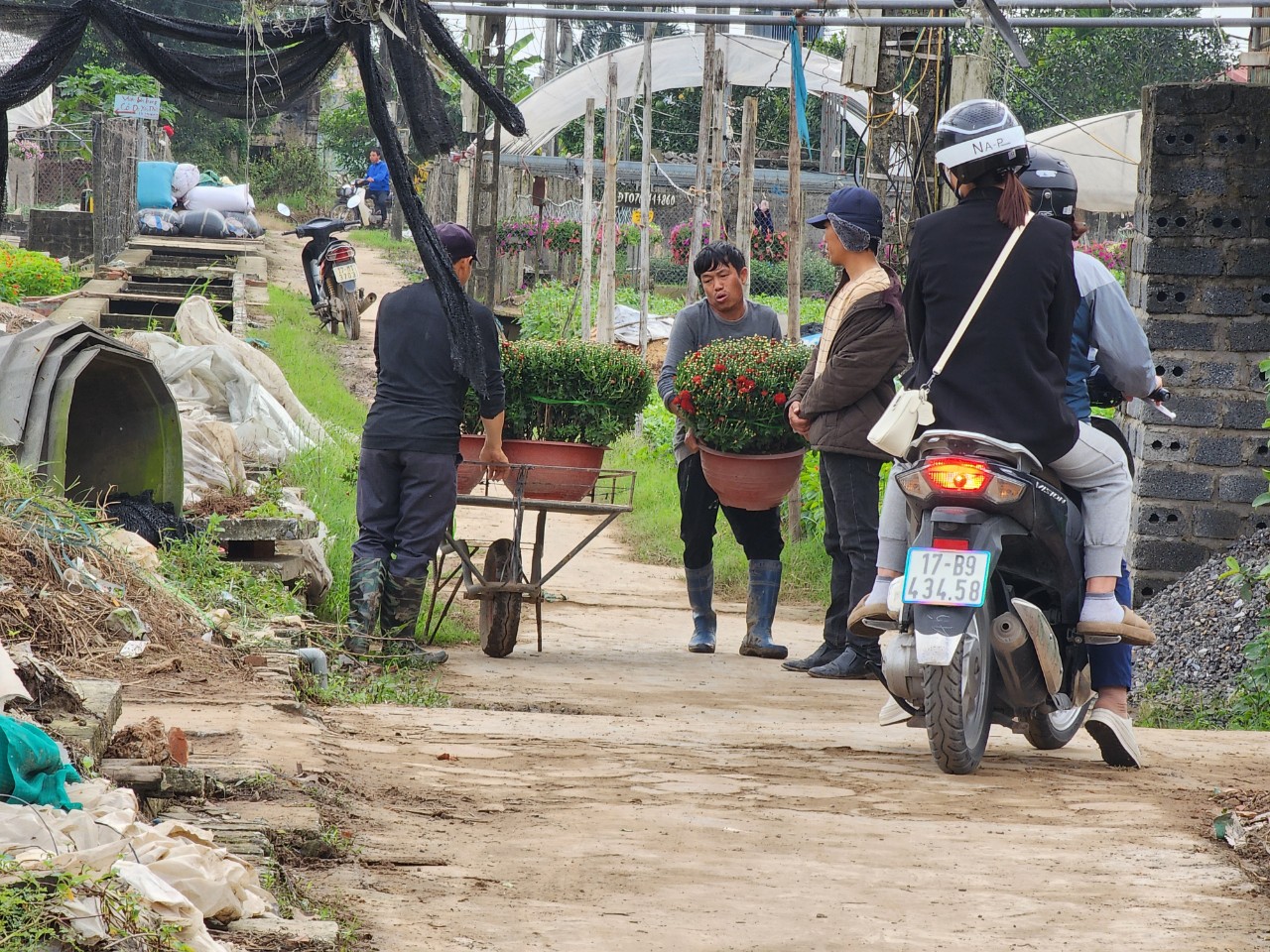 Làng hoa lớn nhất Thái Bình tấp nập khách mua, giá hoa Tết dự kiến tăng nhẹ- Ảnh 6. Làng hoa lớn nhất Thái Bình tấp nập khách mua, giá hoa Tết dự kiến tăng nhẹ- Ảnh 6.