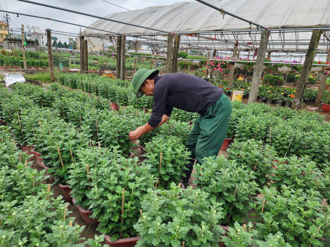 Làng hoa lớn nhất Thái Bình tấp nập khách mua, giá hoa Tết dự kiến tăng nhẹ- Ảnh 3. Làng hoa lớn nhất Thái Bình tấp nập khách mua, giá hoa Tết dự kiến tăng nhẹ- Ảnh 3.