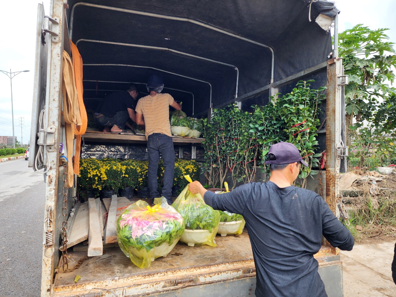 Làng hoa lớn nhất Thái Bình tấp nập khách mua, giá hoa Tết dự kiến tăng nhẹ- Ảnh 9. Làng hoa lớn nhất Thái Bình tấp nập khách mua, giá hoa Tết dự kiến tăng nhẹ- Ảnh 9.