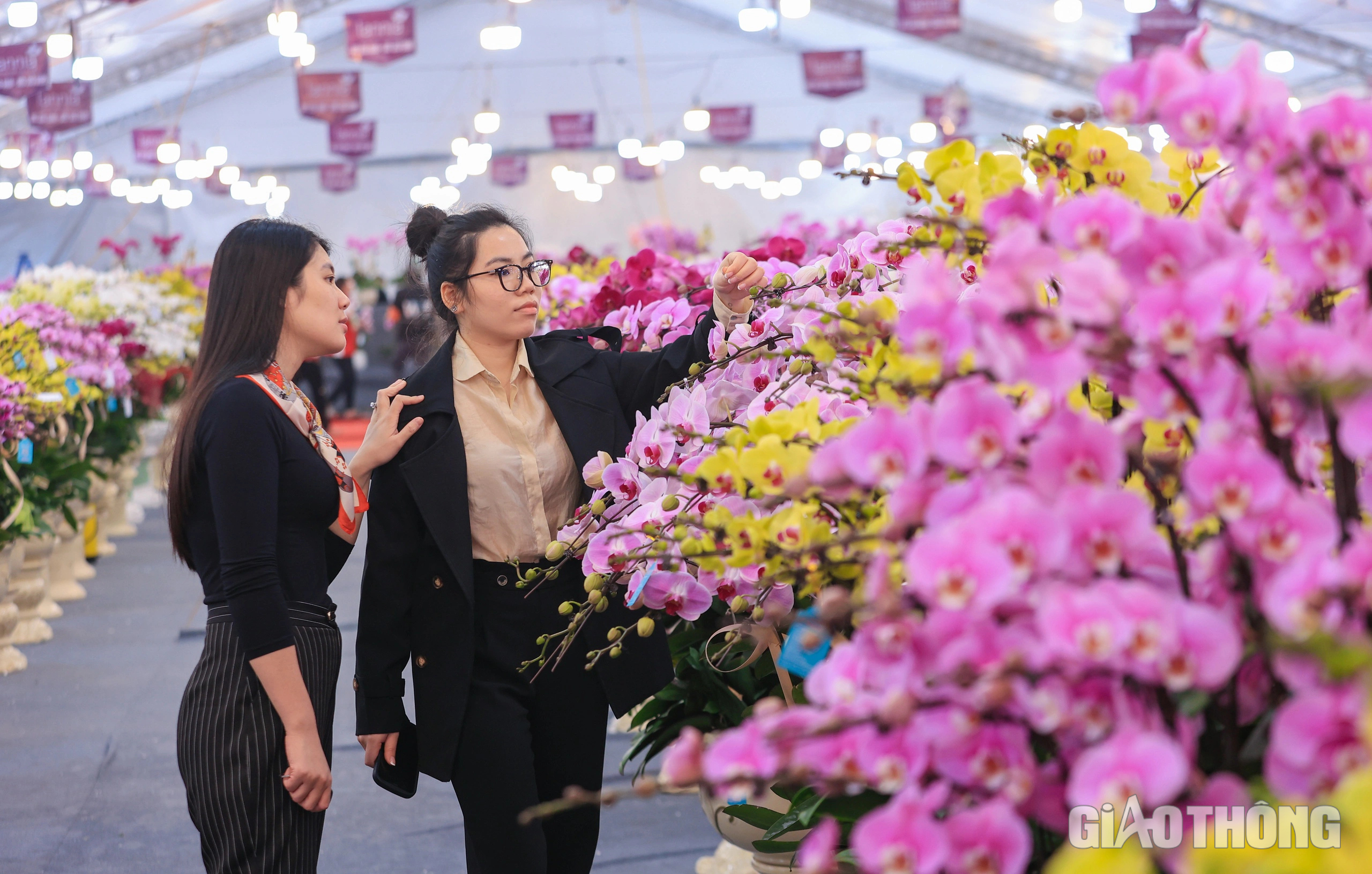 Ngắm chậu lan hồ điệp khổng lồ gi&aacute; hơn 3,8 tỷ đồng ở H&agrave; Nội- Ảnh 12.