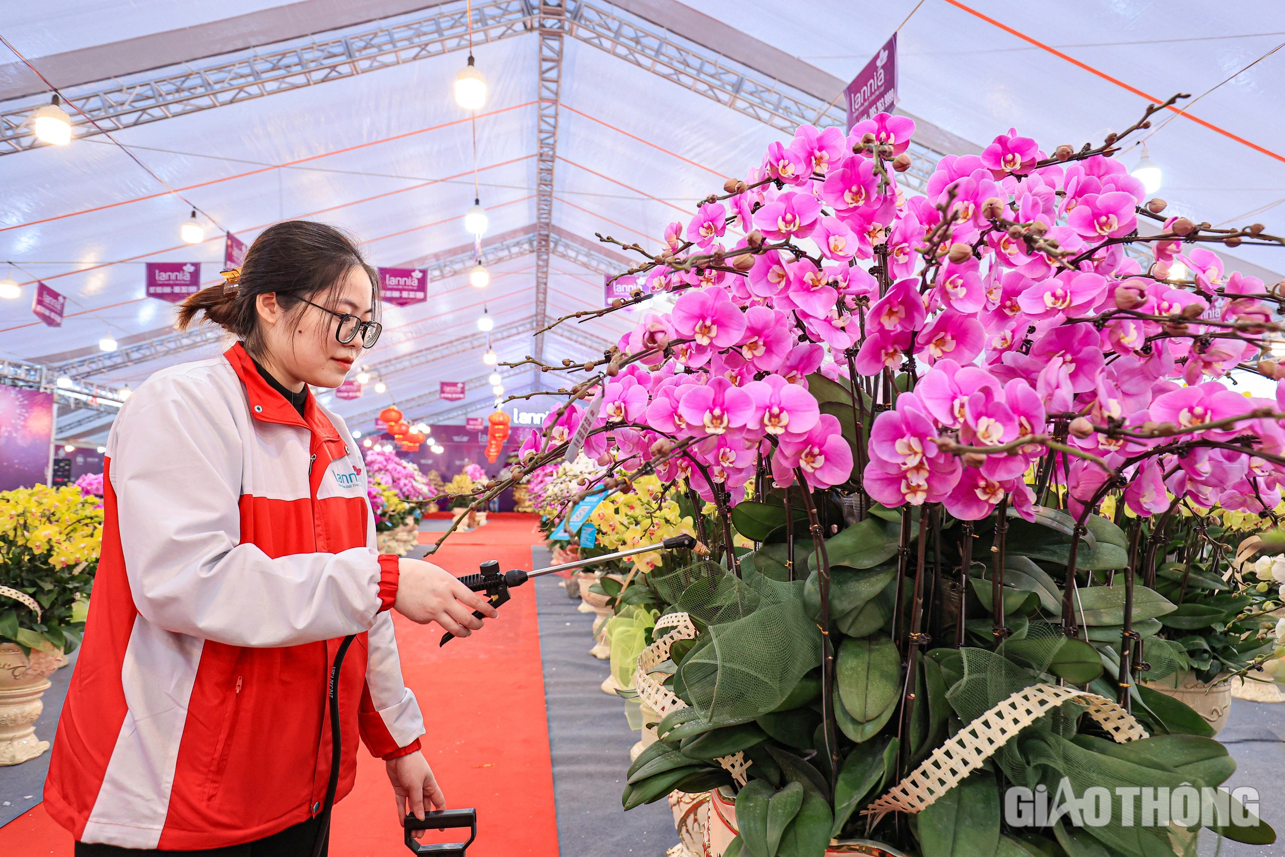 Ngắm chậu lan hồ điệp khổng lồ gi&aacute; hơn 3,8 tỷ đồng ở H&agrave; Nội- Ảnh 13.