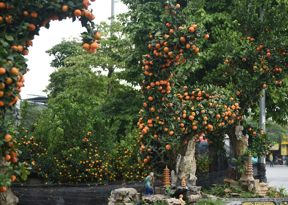 Cặp c&acirc;y quất h&igrave;nh con rồng gi&aacute; hơn 200 triệu đồng- Ảnh 4.