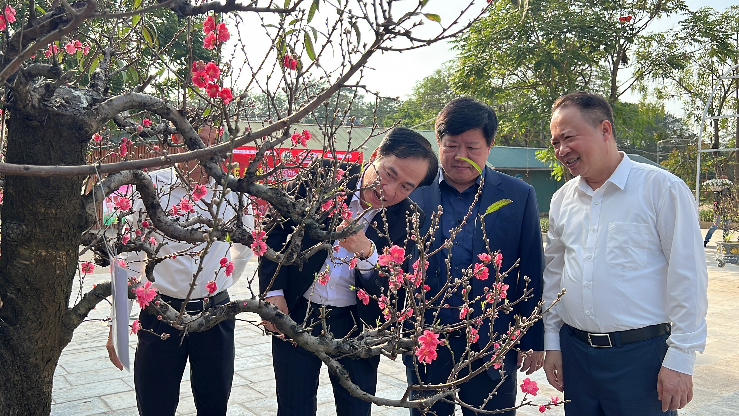 Du khách thích thú với hội thi hoa đào lần đầu tổ chức ở Thủ đô- Ảnh 10. Du khách thích thú với hội thi hoa đào lần đầu tổ chức ở Thủ đô- Ảnh 10.