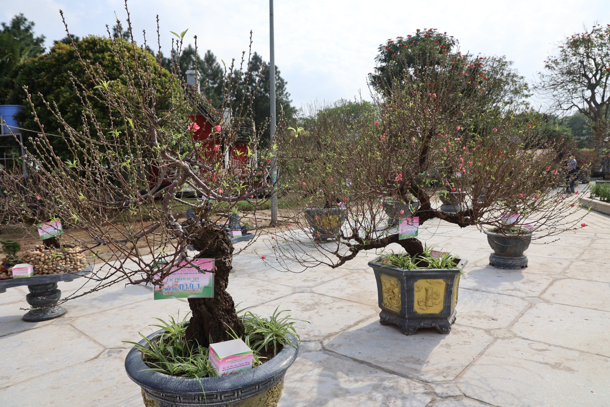 Du khách thích thú với hội thi hoa đào lần đầu tổ chức ở Thủ đô- Ảnh 3. Du khách thích thú với hội thi hoa đào lần đầu tổ chức ở Thủ đô- Ảnh 3.